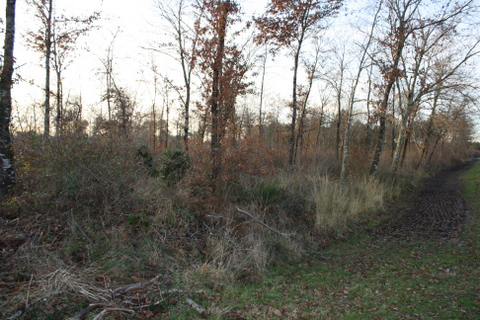 Sylviculteur en Gironde, DANIEL HOSTEIN